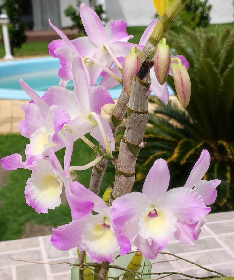 Quinta Do Lapa II Daire Florianópolis Dış mekan fotoğraf